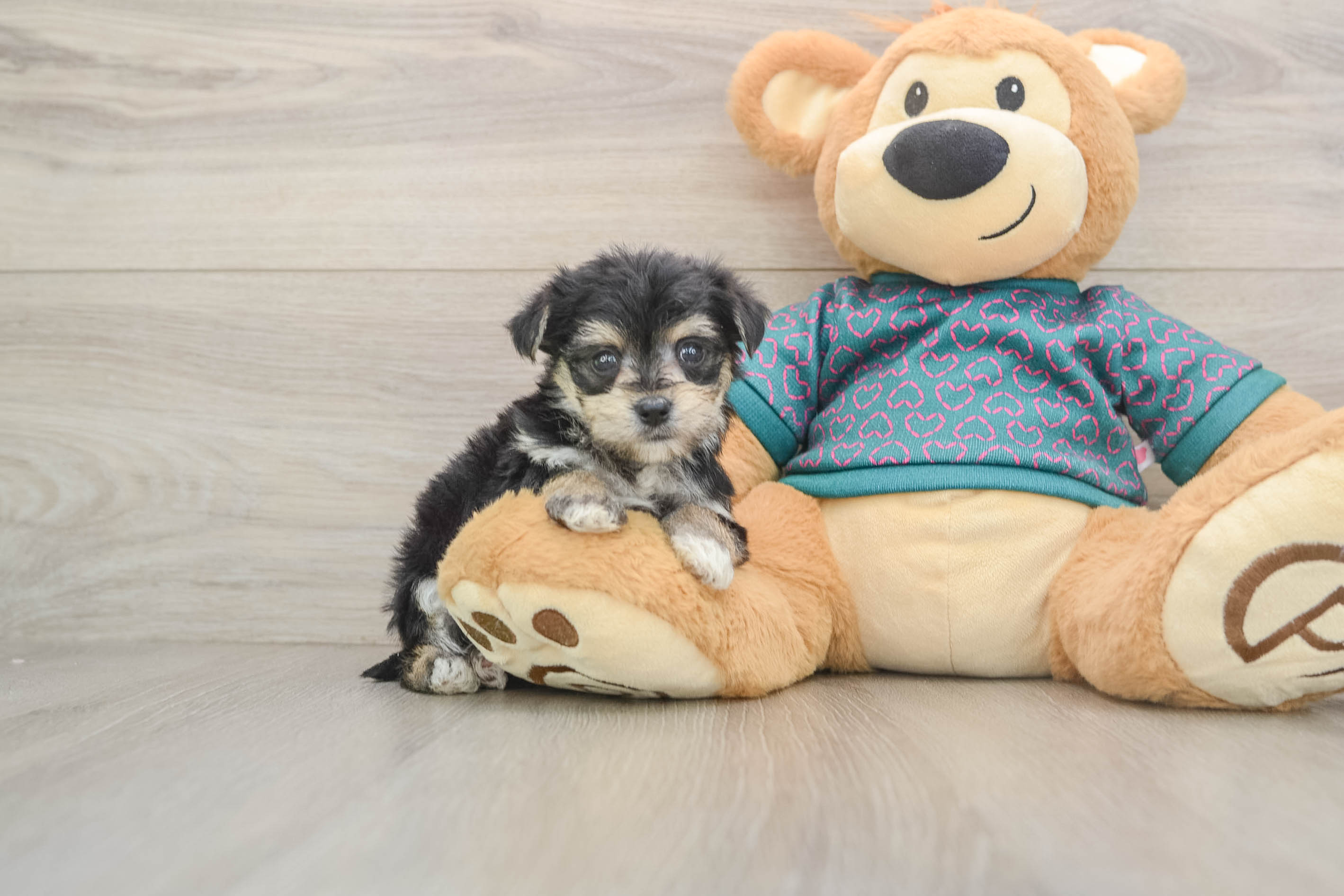Morkie Pup Being Cute