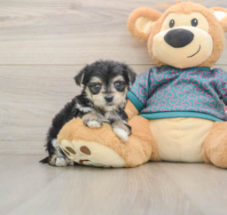 6 week old Morkie Puppy For Sale - Pilesgrove Pups