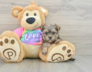 6 week old Morkie Puppy For Sale - Pilesgrove Pups