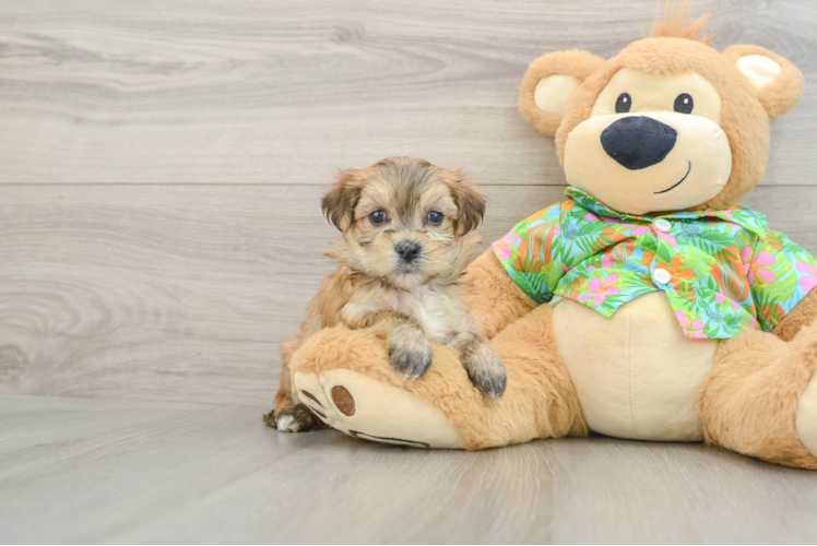 Happy Morkie Baby