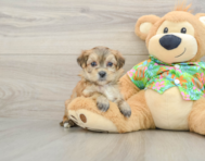5 week old Morkie Puppy For Sale - Pilesgrove Pups