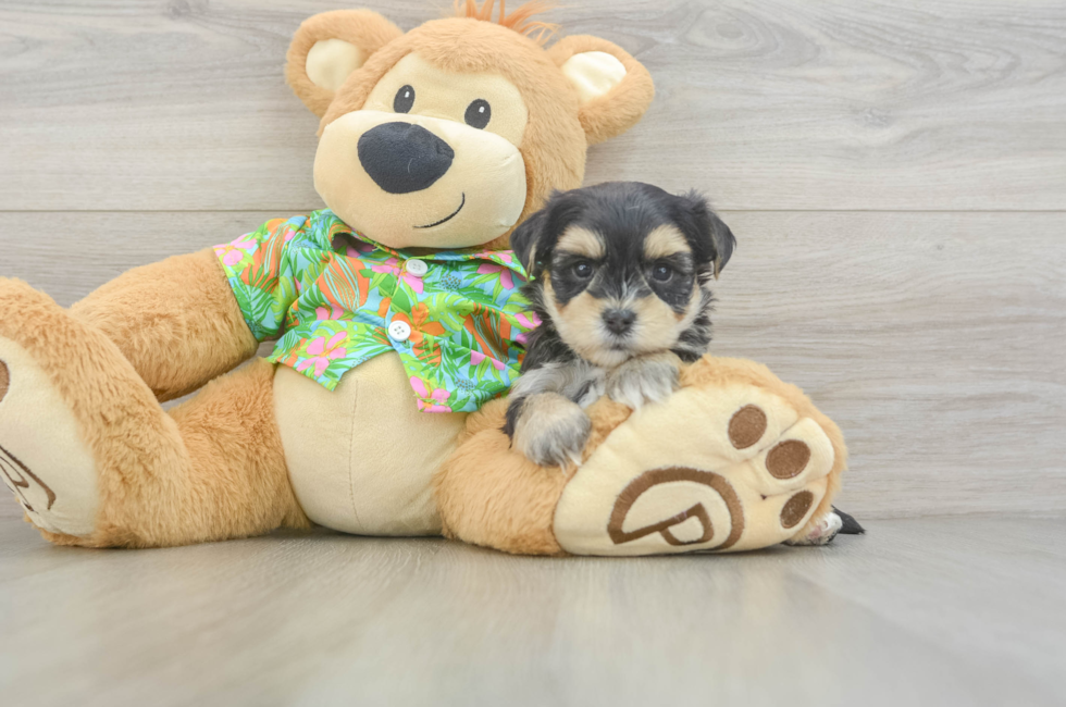 5 week old Morkie Puppy For Sale - Pilesgrove Pups