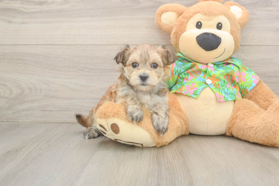 Happy Morkie Baby
