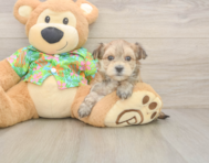 8 week old Morkie Puppy For Sale - Pilesgrove Pups