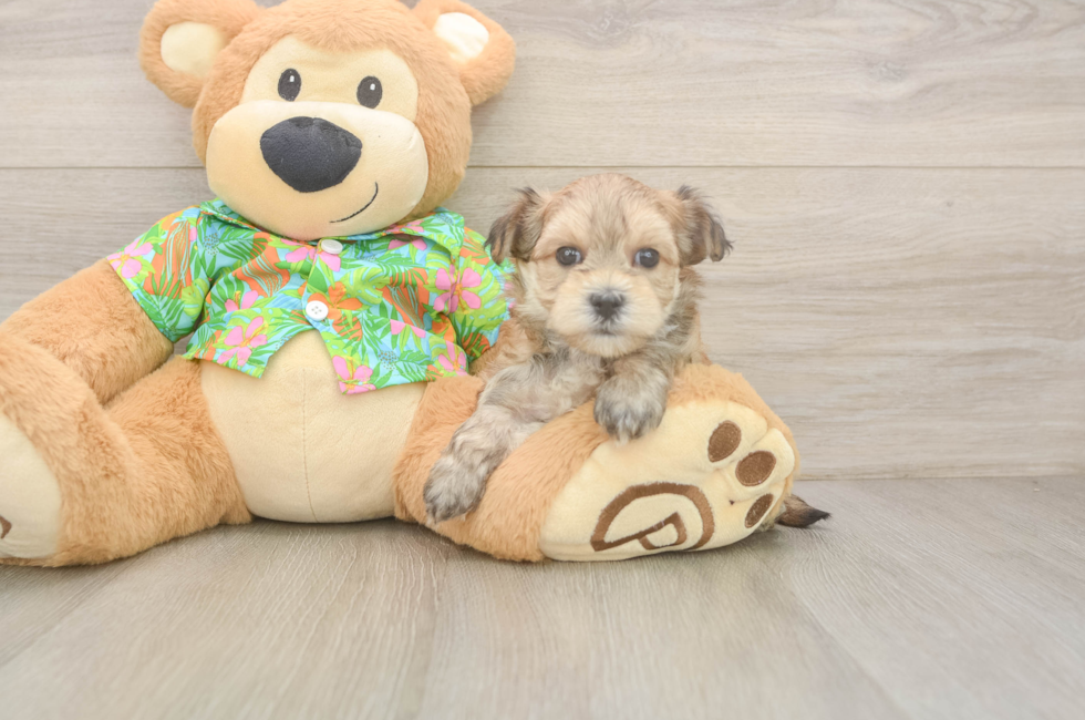 6 week old Morkie Puppy For Sale - Pilesgrove Pups
