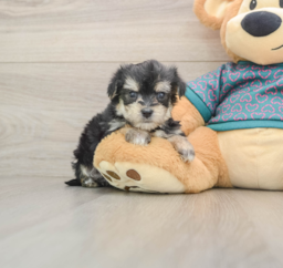 7 week old Morkie Puppy For Sale - Pilesgrove Pups