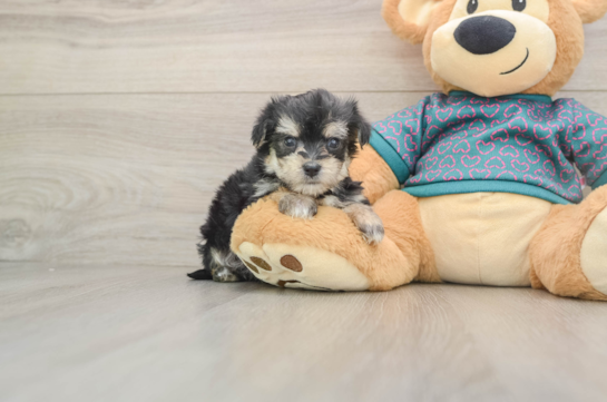 Morkie Puppy for Adoption
