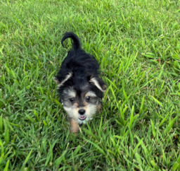 11 week old Morkie Puppy For Sale - Pilesgrove Pups