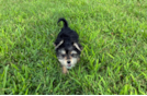 Morkie Pup Being Cute