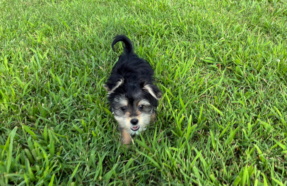 Morkie Pup Being Cute