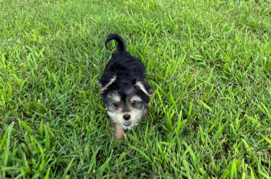 Morkie Pup Being Cute