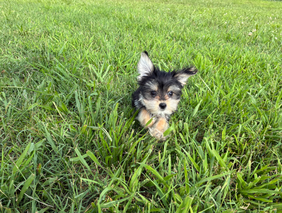 Best Morkie Baby