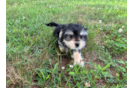 Best Morkie Baby