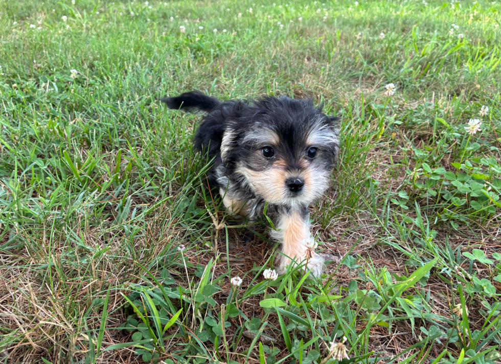 Best Morkie Baby