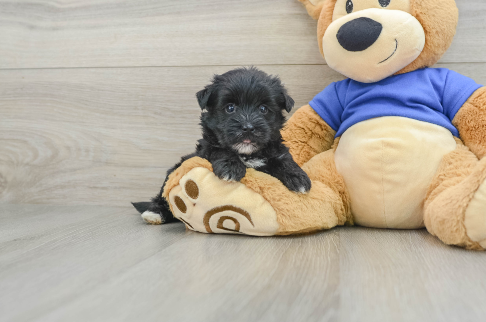 5 week old Morkie Puppy For Sale - Pilesgrove Pups