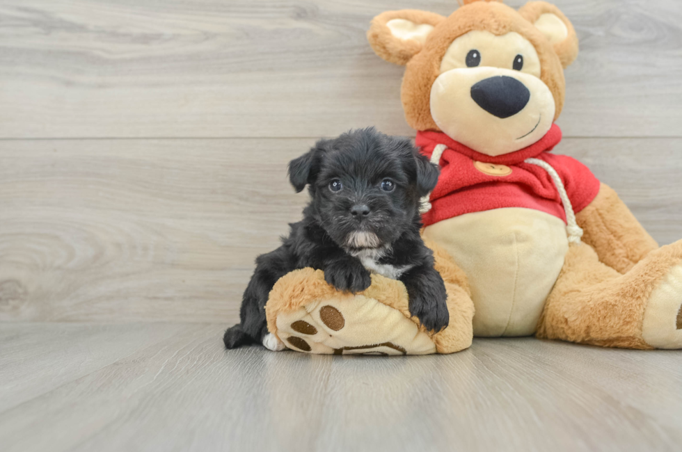 5 week old Morkie Puppy For Sale - Pilesgrove Pups