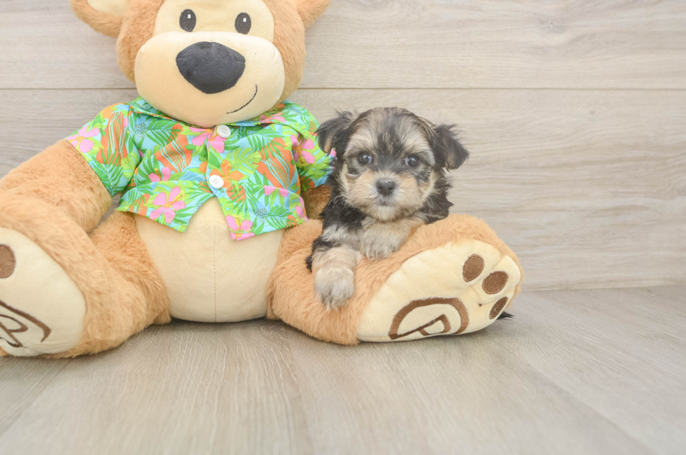 6 week old Morkie Puppy For Sale - Pilesgrove Pups