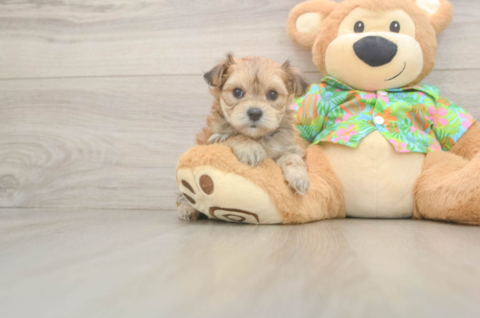 6 week old Morkie Puppy For Sale - Pilesgrove Pups