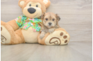 Best Morkie Baby