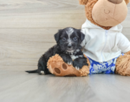 7 week old Morkie Puppy For Sale - Pilesgrove Pups