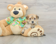 5 week old Morkie Puppy For Sale - Pilesgrove Pups
