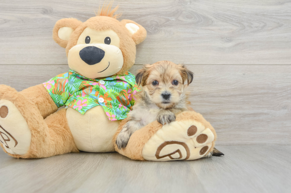 7 week old Morkie Puppy For Sale - Pilesgrove Pups