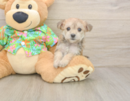8 week old Morkie Puppy For Sale - Pilesgrove Pups