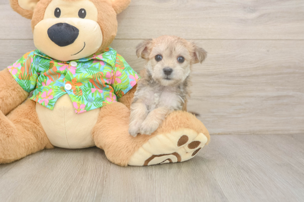 6 week old Morkie Puppy For Sale - Pilesgrove Pups