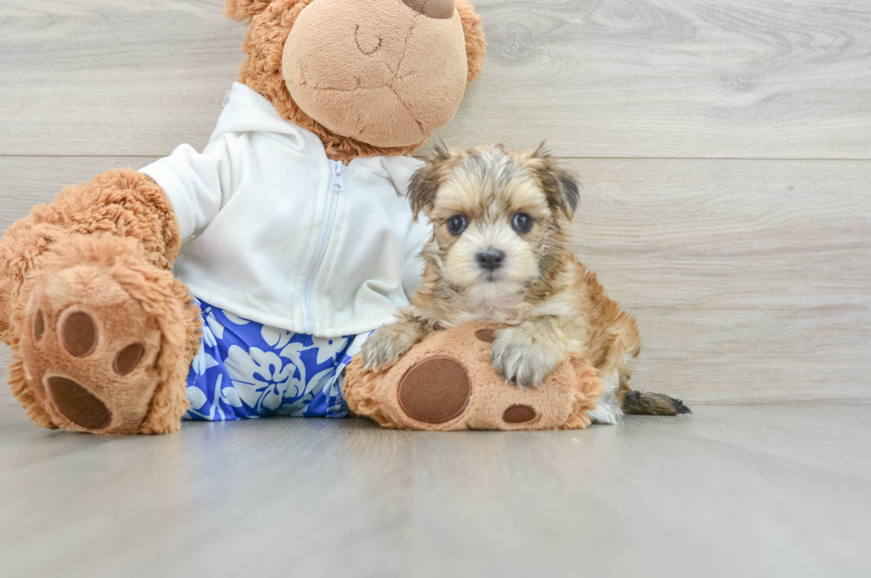 6 week old Morkie Puppy For Sale - Pilesgrove Pups