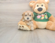 5 week old Morkie Puppy For Sale - Pilesgrove Pups