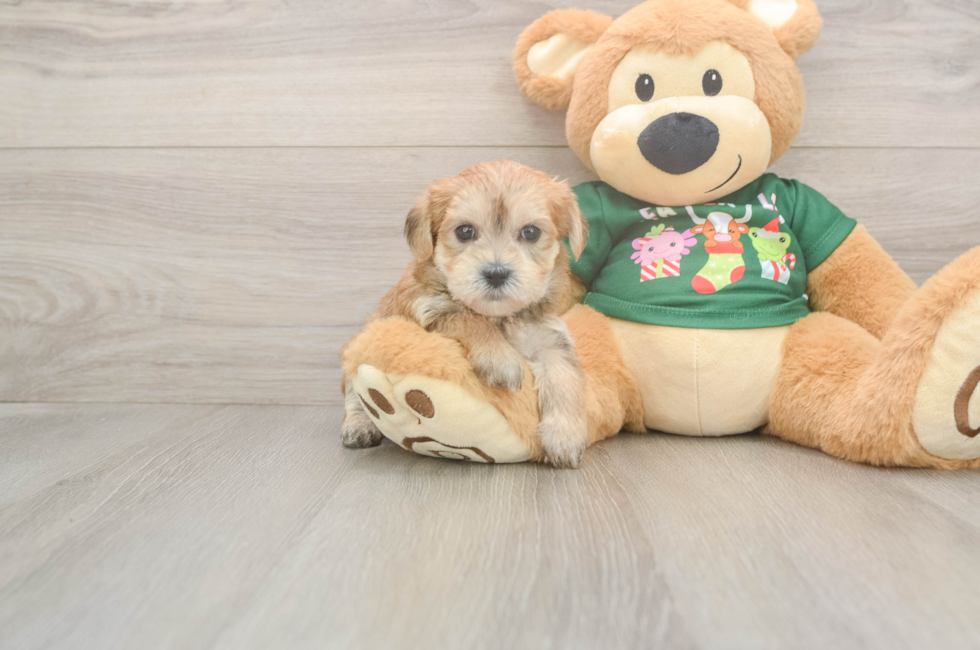 5 week old Morkie Puppy For Sale - Pilesgrove Pups