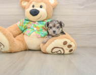 7 week old Morkie Puppy For Sale - Pilesgrove Pups