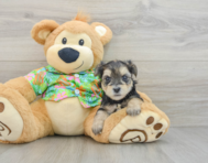 7 week old Morkie Puppy For Sale - Pilesgrove Pups