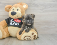 6 week old Morkie Puppy For Sale - Pilesgrove Pups