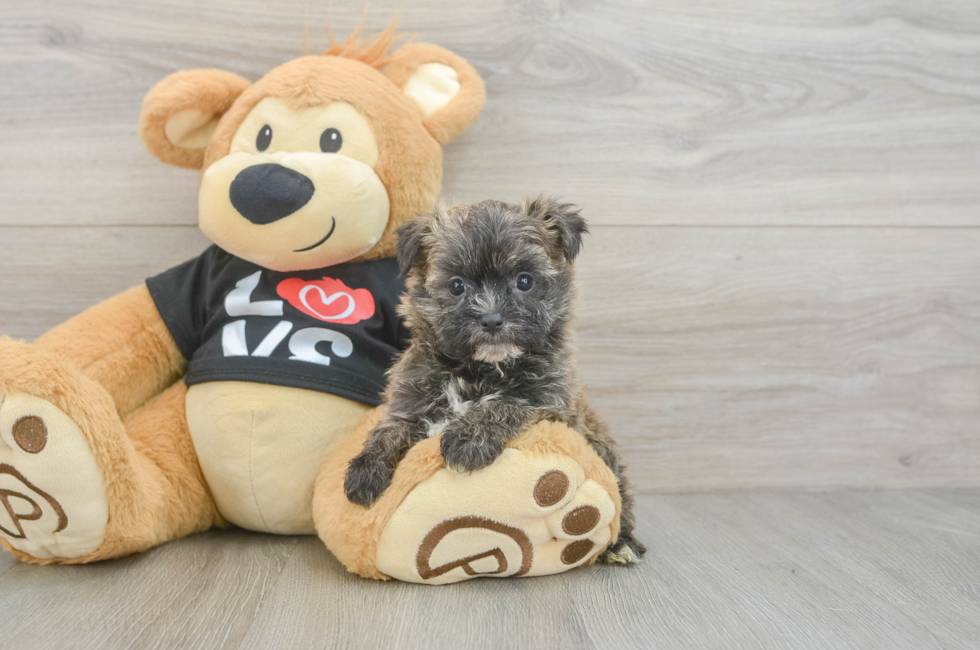 5 week old Morkie Puppy For Sale - Pilesgrove Pups