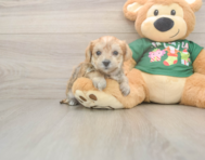 5 week old Morkie Puppy For Sale - Pilesgrove Pups
