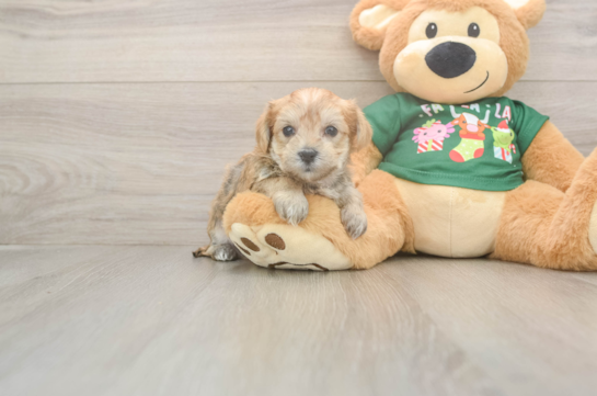 Morkie Puppy for Adoption