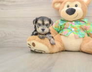 6 week old Morkie Puppy For Sale - Pilesgrove Pups