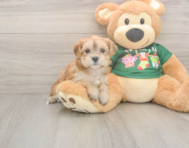 5 week old Morkie Puppy For Sale - Pilesgrove Pups