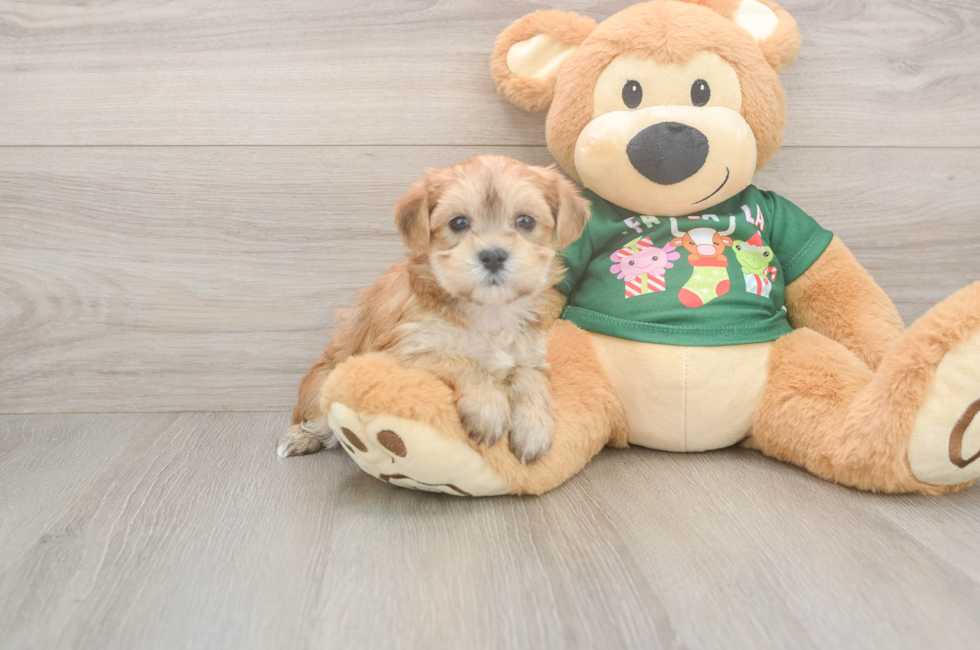 5 week old Morkie Puppy For Sale - Pilesgrove Pups