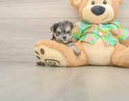 9 week old Morkie Puppy For Sale - Pilesgrove Pups
