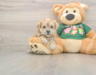 5 week old Morkie Puppy For Sale - Pilesgrove Pups