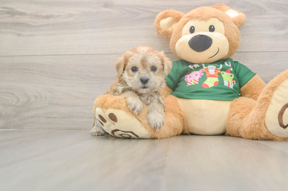 5 week old Morkie Puppy For Sale - Pilesgrove Pups