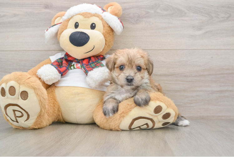 Popular Morkie Designer Pup