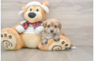 Popular Morkie Designer Pup