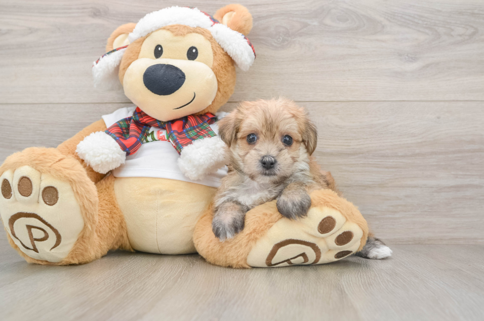 5 week old Morkie Puppy For Sale - Pilesgrove Pups