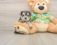 6 week old Morkie Puppy For Sale - Pilesgrove Pups