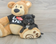 6 week old Morkie Puppy For Sale - Pilesgrove Pups