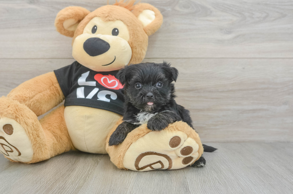 5 week old Morkie Puppy For Sale - Pilesgrove Pups