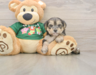 5 week old Morkie Puppy For Sale - Pilesgrove Pups